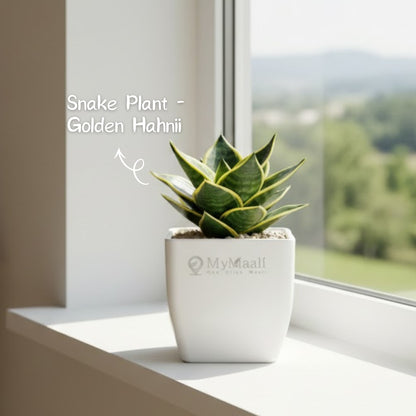 Snake Plant - Golden Hahnii