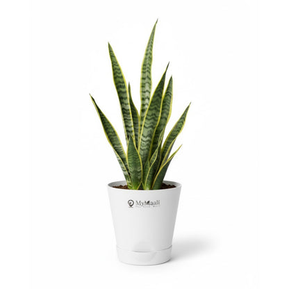 Round Plastic Planter with Tray