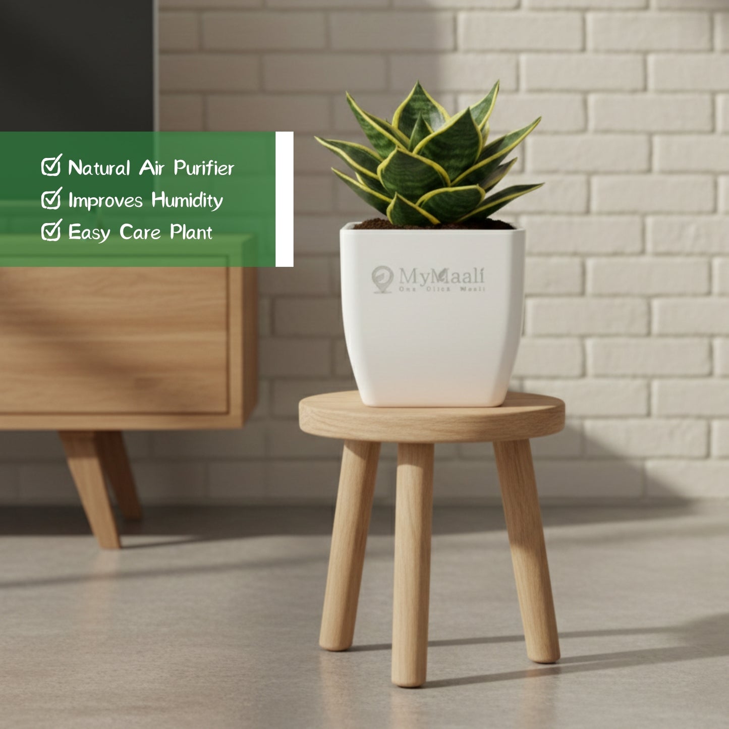 Snake Plant - Golden Hahnii