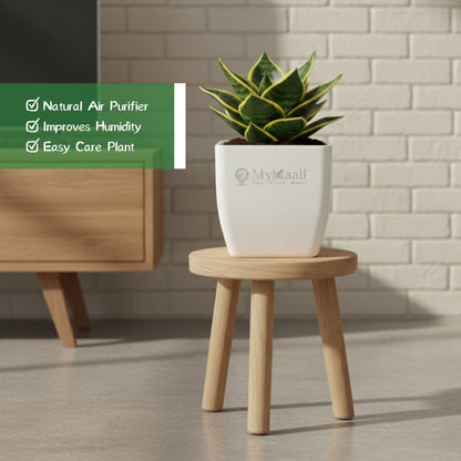 Snake Plant - Golden Hahnii
