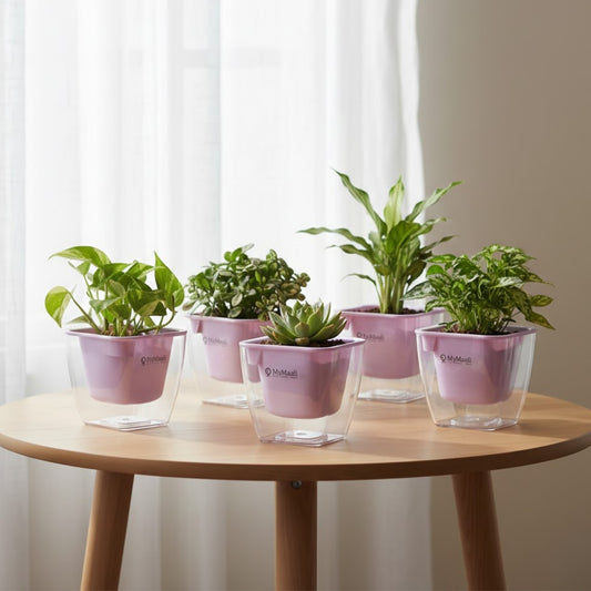 Transparent Self-Watering Plastic Pot