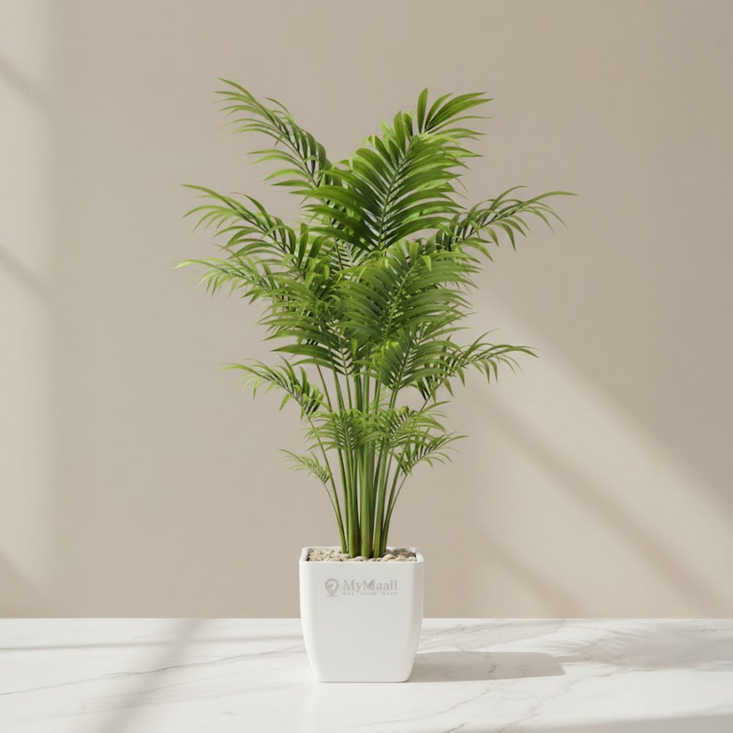 Bamboo Palm Plant