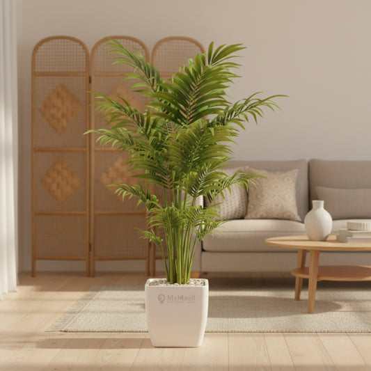 Bamboo Palm Plant