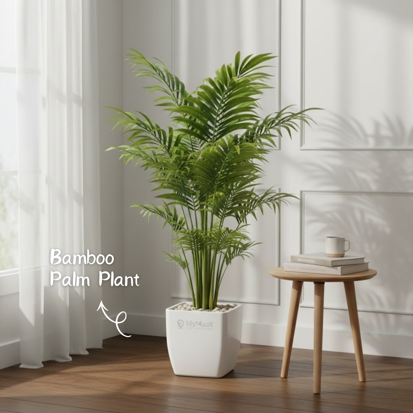 Bamboo Palm Plant