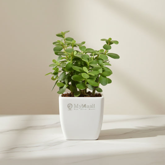Jade Mini Plant