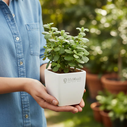 Jade Mini Plant