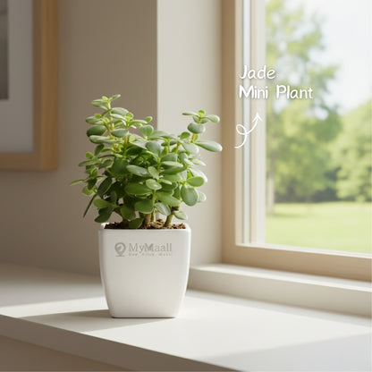 Jade Mini Plant