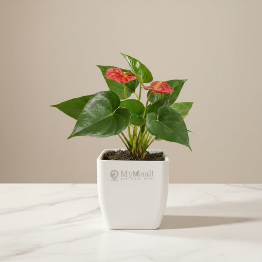 Anthurium Red Plant