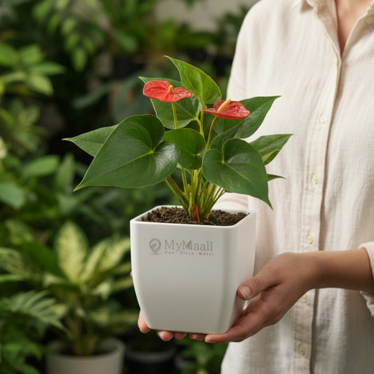 Anthurium Red Plant