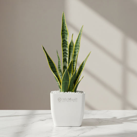 Sansevieria Laurentii Plant