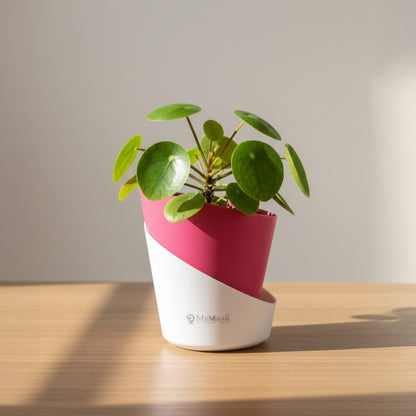 Slant Edge Plastic Planter (Dual-Tone)