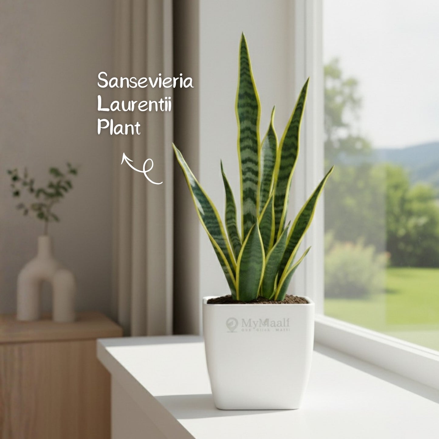 Sansevieria Laurentii Plant