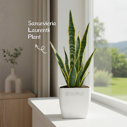 Sansevieria Laurentii Plant