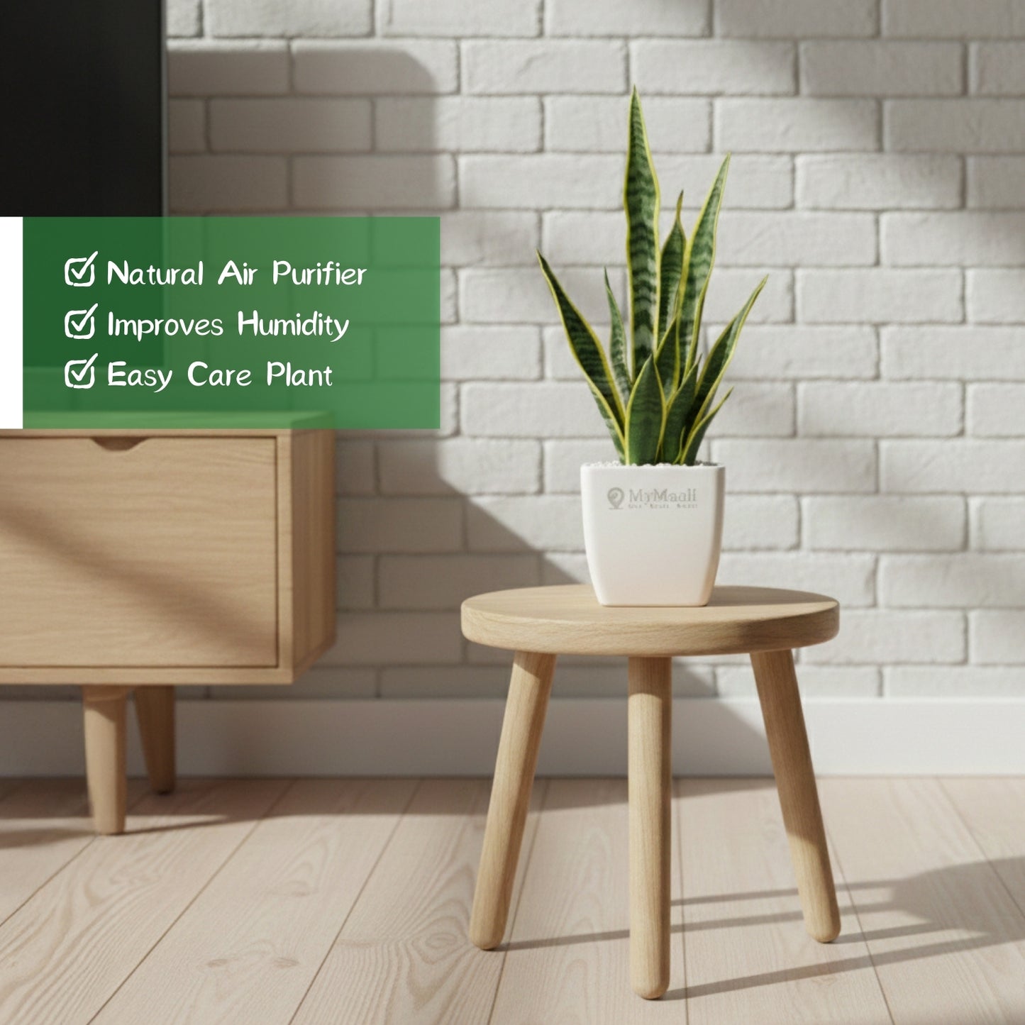 Sansevieria Laurentii Plant