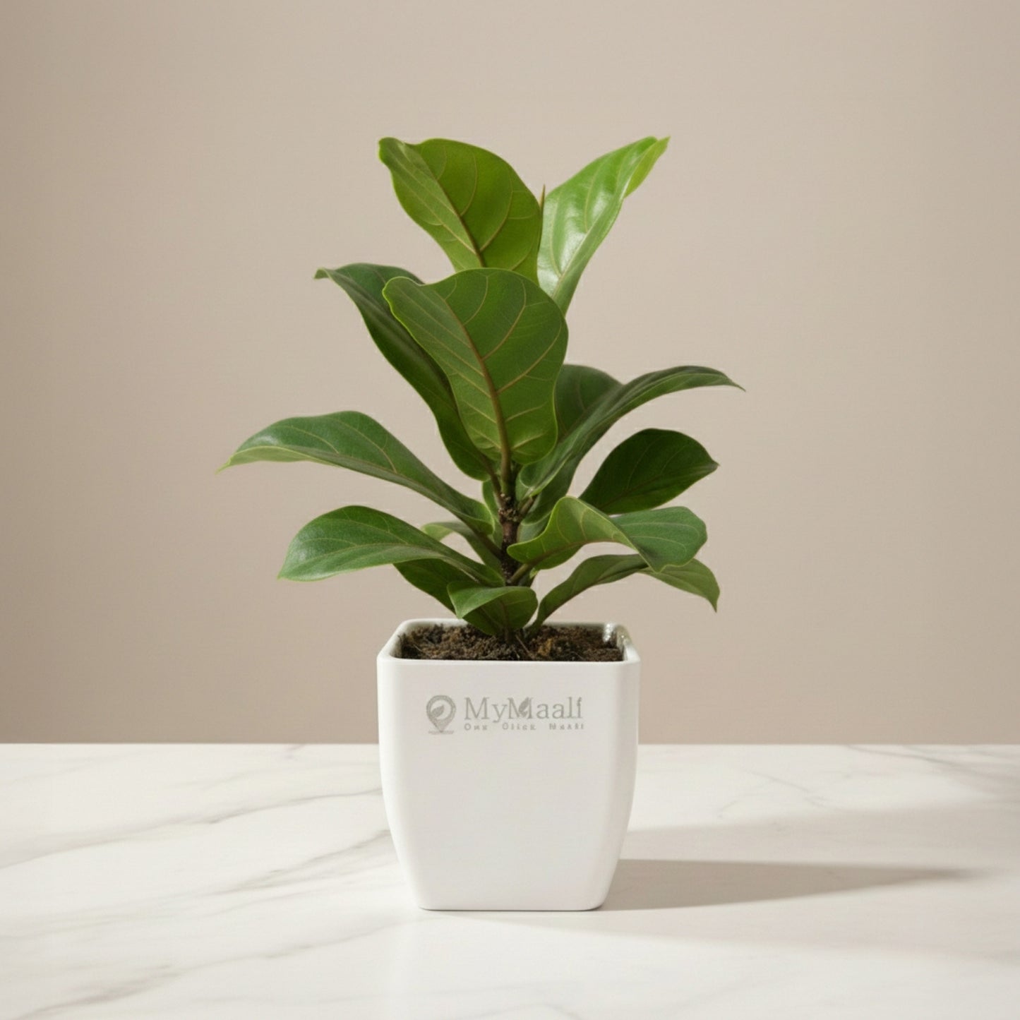 Ficus Lyrata Bambino