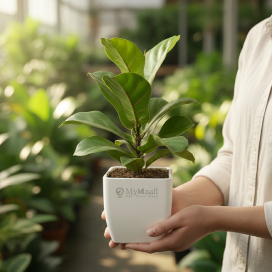 Ficus Lyrata Bambino