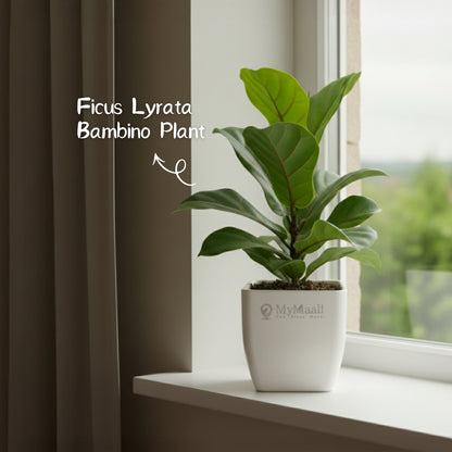 Ficus Lyrata Bambino