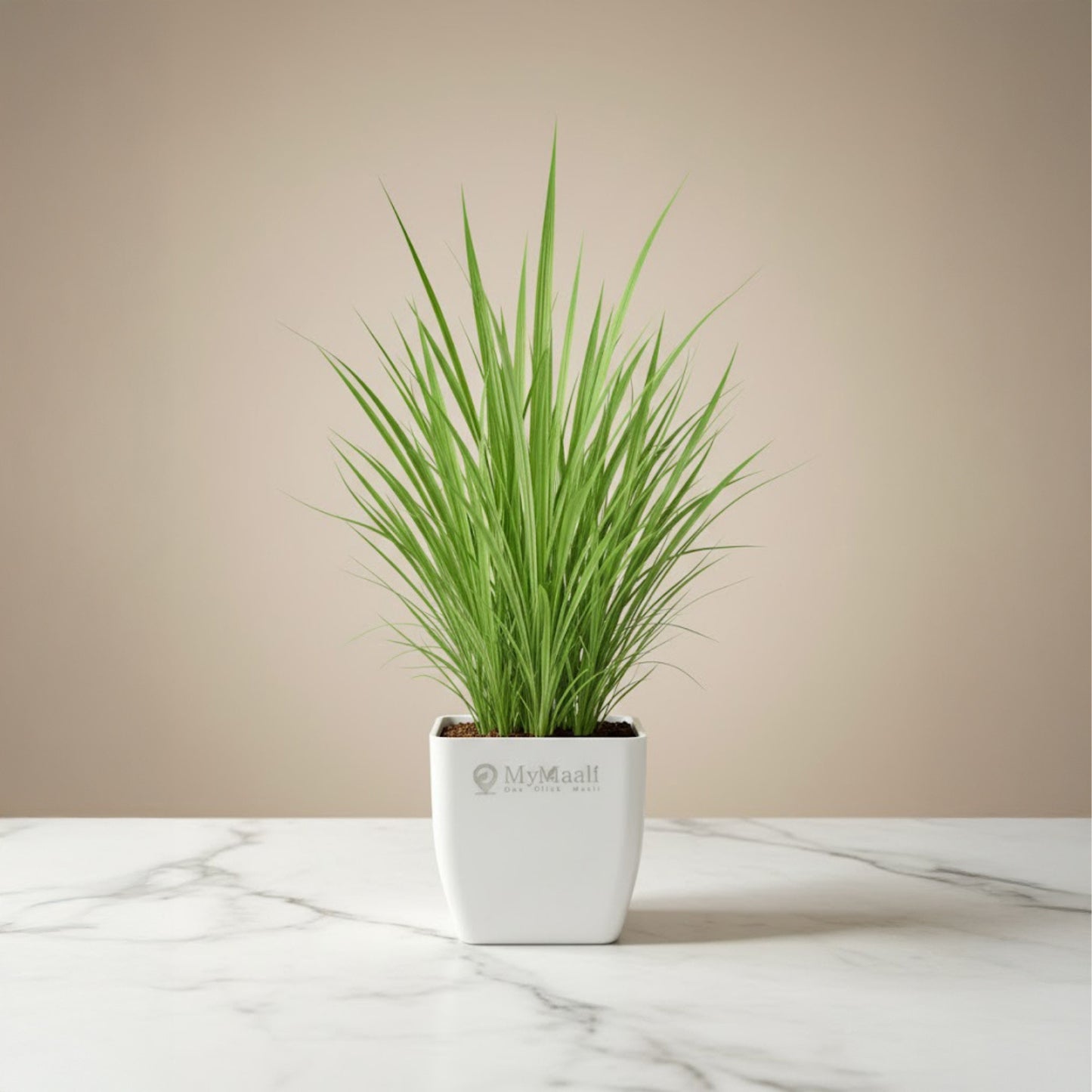 Lemon Grass Plant