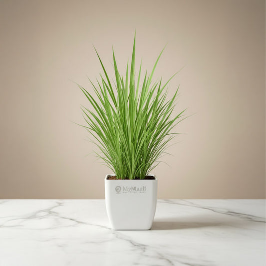 Lemon Grass Plant