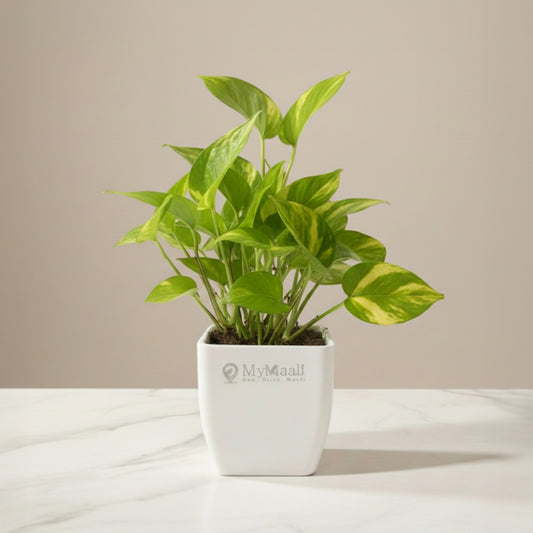 Money Plant Golden