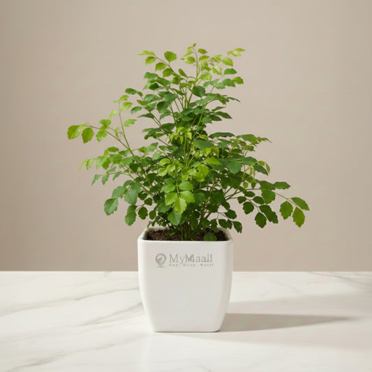 The China Doll Plant 4 inch