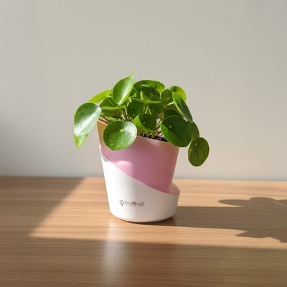 Slant Edge Plastic Planter (Dual-Tone)