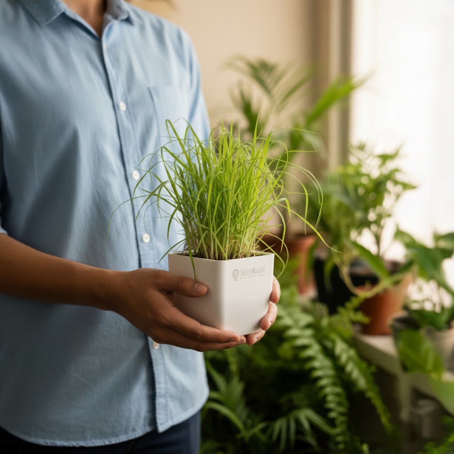 Lemon Grass Plant