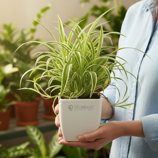 Chlorophytum Spider Plant