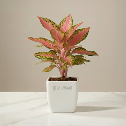 Aglaonema Pink Beauty Plant- small