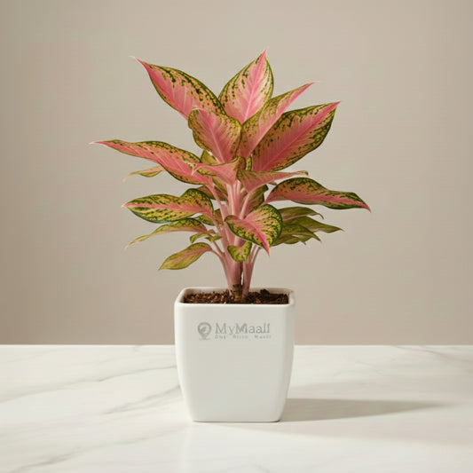 Aglaonema Pink Beauty Plant- small