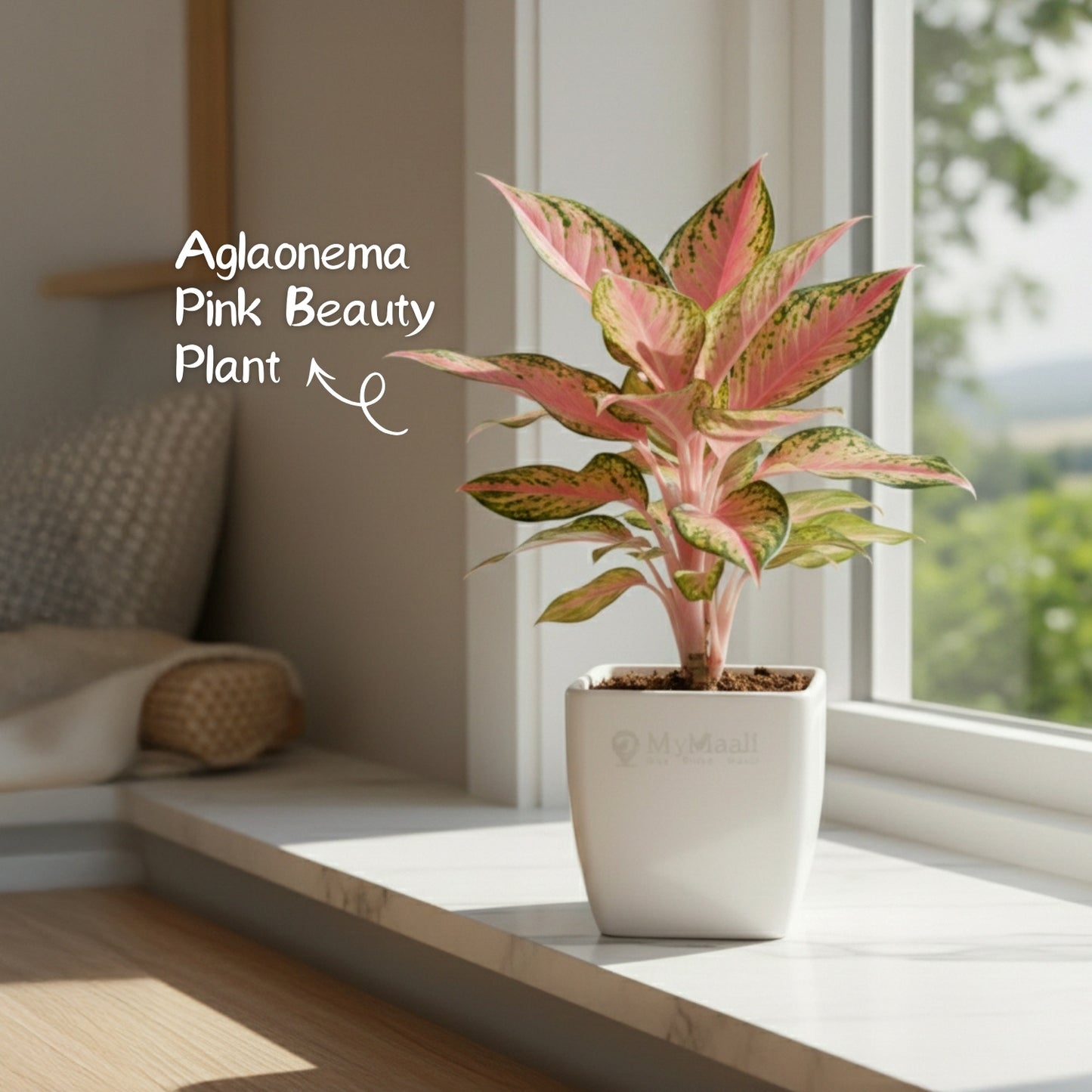 Aglaonema Pink Beauty Plant- small
