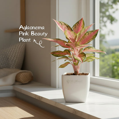 Aglaonema Pink Beauty Plant- small