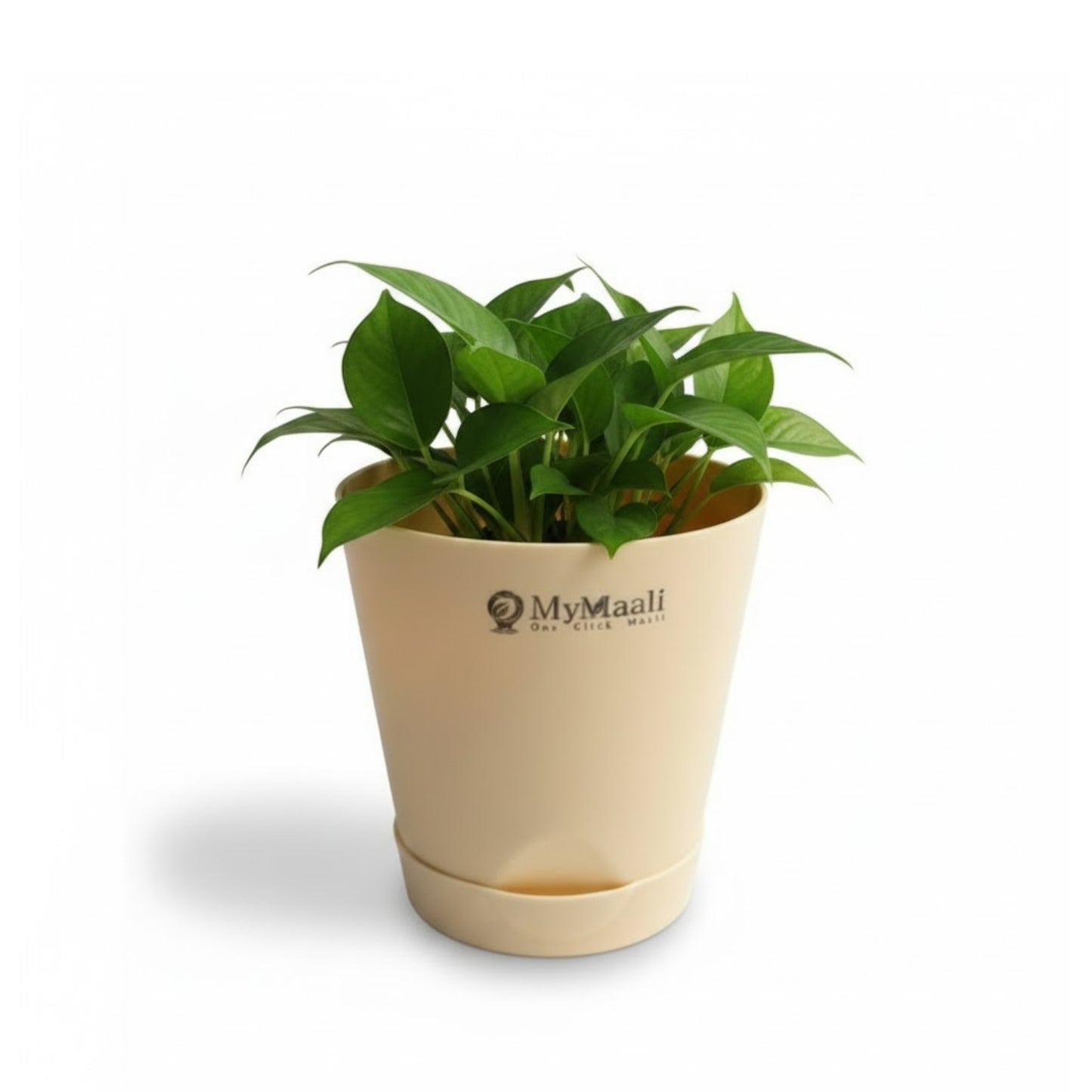 Round Plastic Planter with Tray