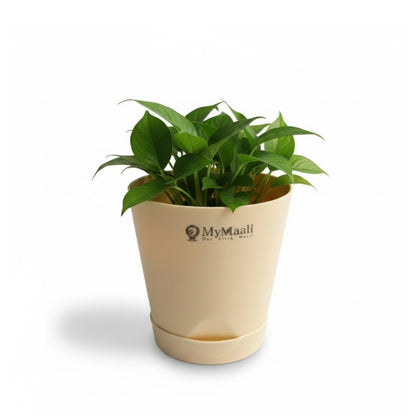 Round Plastic Planter with Tray
