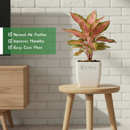 Aglaonema Pink Beauty Plant- small