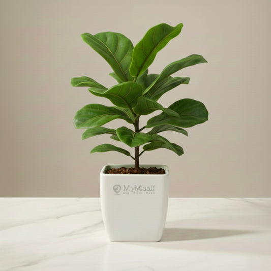 Fiddle Leaf Fig Plant - Bambino