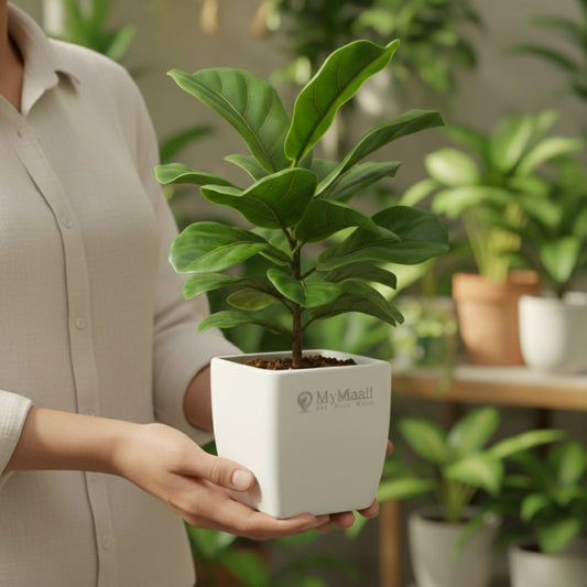 Fiddle Leaf Fig Plant - Bambino