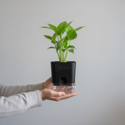 Self-Watering Square Plastic Planter with Transparent Base