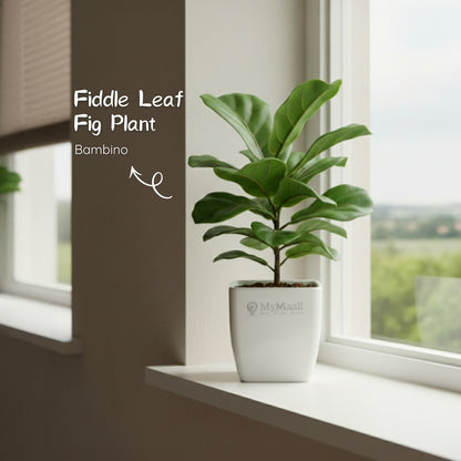 Fiddle Leaf Fig Plant - Bambino
