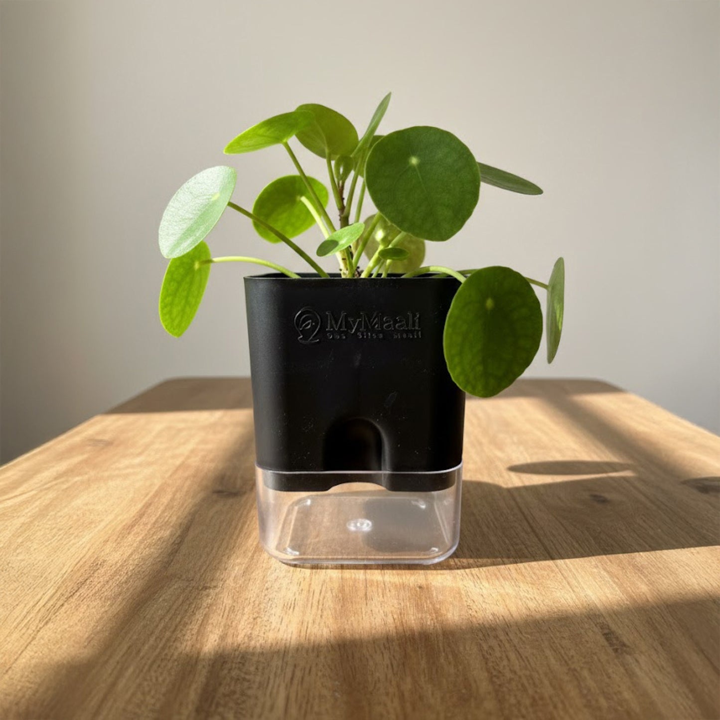 Self-Watering Square Plastic Planter with Transparent Base