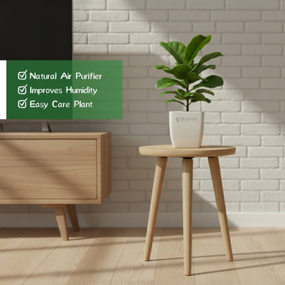 Fiddle Leaf Fig Plant - Bambino