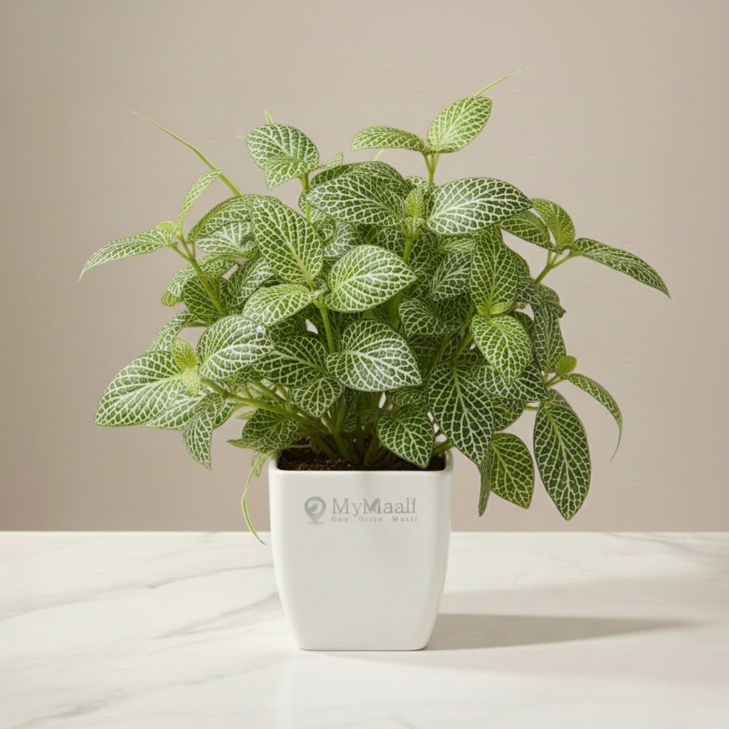 Fittonia Green Plant  (Nerve Plant)