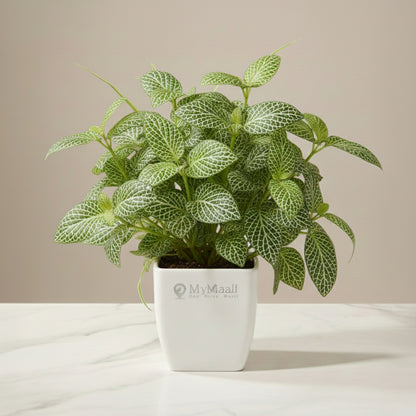 Fittonia Green Plant  (Nerve Plant)