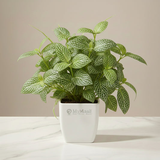 Fittonia Green Plant  (Nerve Plant)