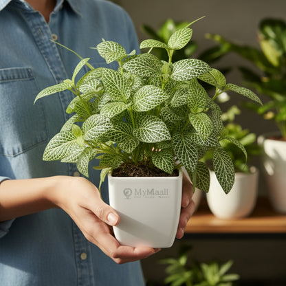 Fittonia Green Plant  (Nerve Plant)