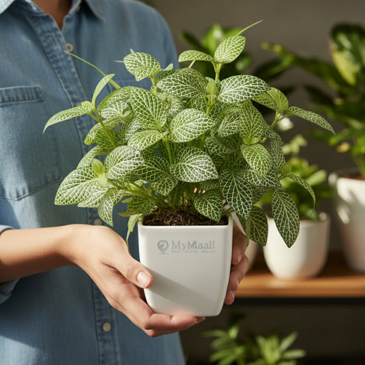 Fittonia Green Plant  (Nerve Plant)