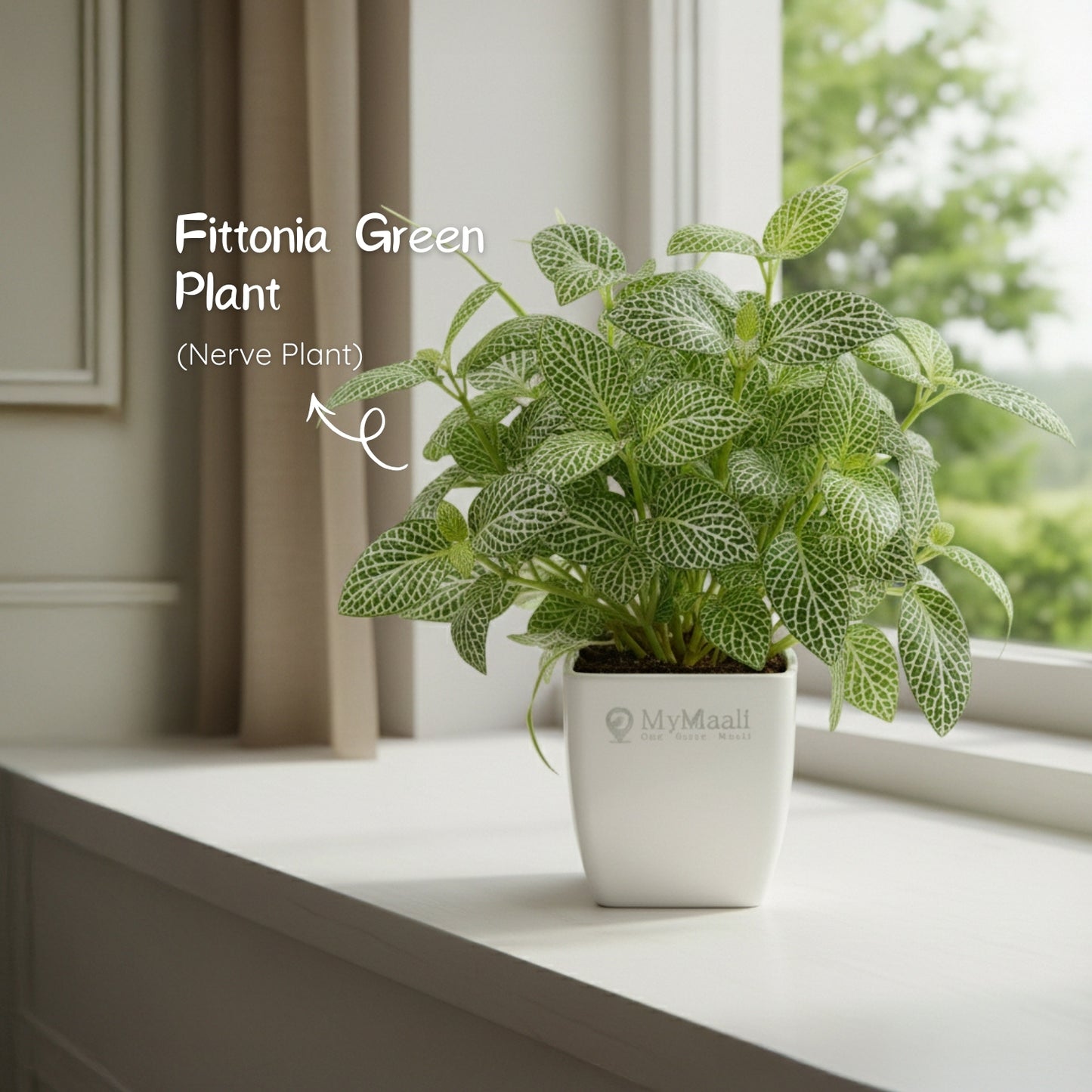 Fittonia Green Plant  (Nerve Plant)