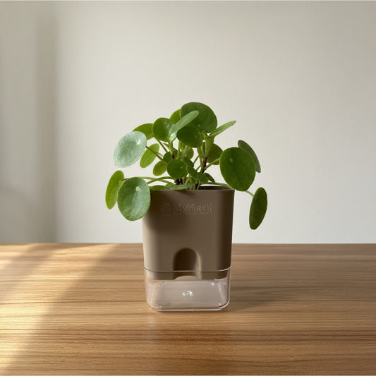 Self-Watering Square Plastic Planter with Transparent Base