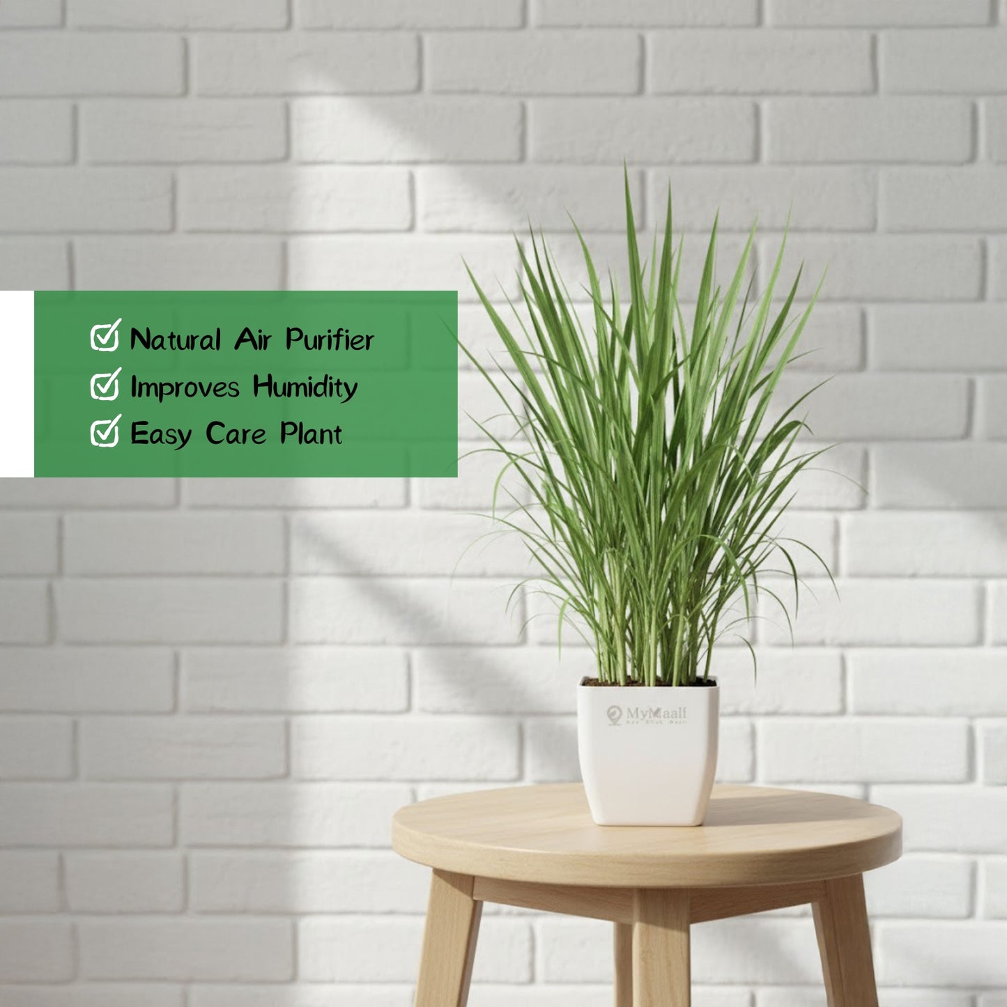 Lemon Grass Plant