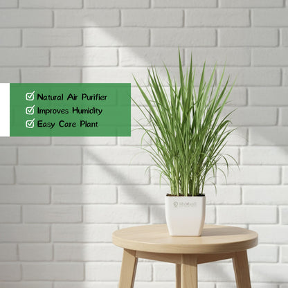 Lemon Grass Plant